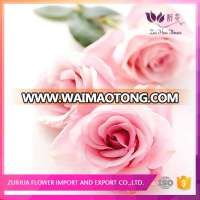 Wholesale flower fresh preserved rose