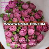 Professional wholesale fresh cut flowers, like the Fresh Cut Roses, Fresh Cut Spray Roses