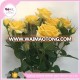 hot sale & high quality fresh cut spray rose for floral dealer