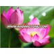 Natural Lotus Flower - The Best Quality