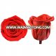 Wholesale preserved flower most popular red color preserved