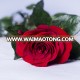 cheap price fresh flower scenery rose for wholesale