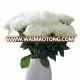 High quality flowers white rose from China