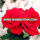 cut flower of rose flowers named Carola ornamental plants for wedding decorations