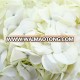 Excellent Quality Bottom price flower plants fresh cut marigold flowers real touch hydrangea in best quality