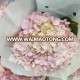 Wholesale cheap fresh cut hydrangea flowers