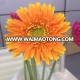 long stem flowers small MOQ wholesale decoration Fresh cut gerbera flower from china