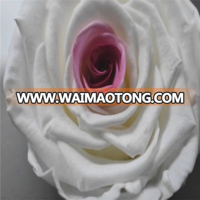 Top Sell Preserving Rose Fresh White Roses Perfect For Weddings Decoration